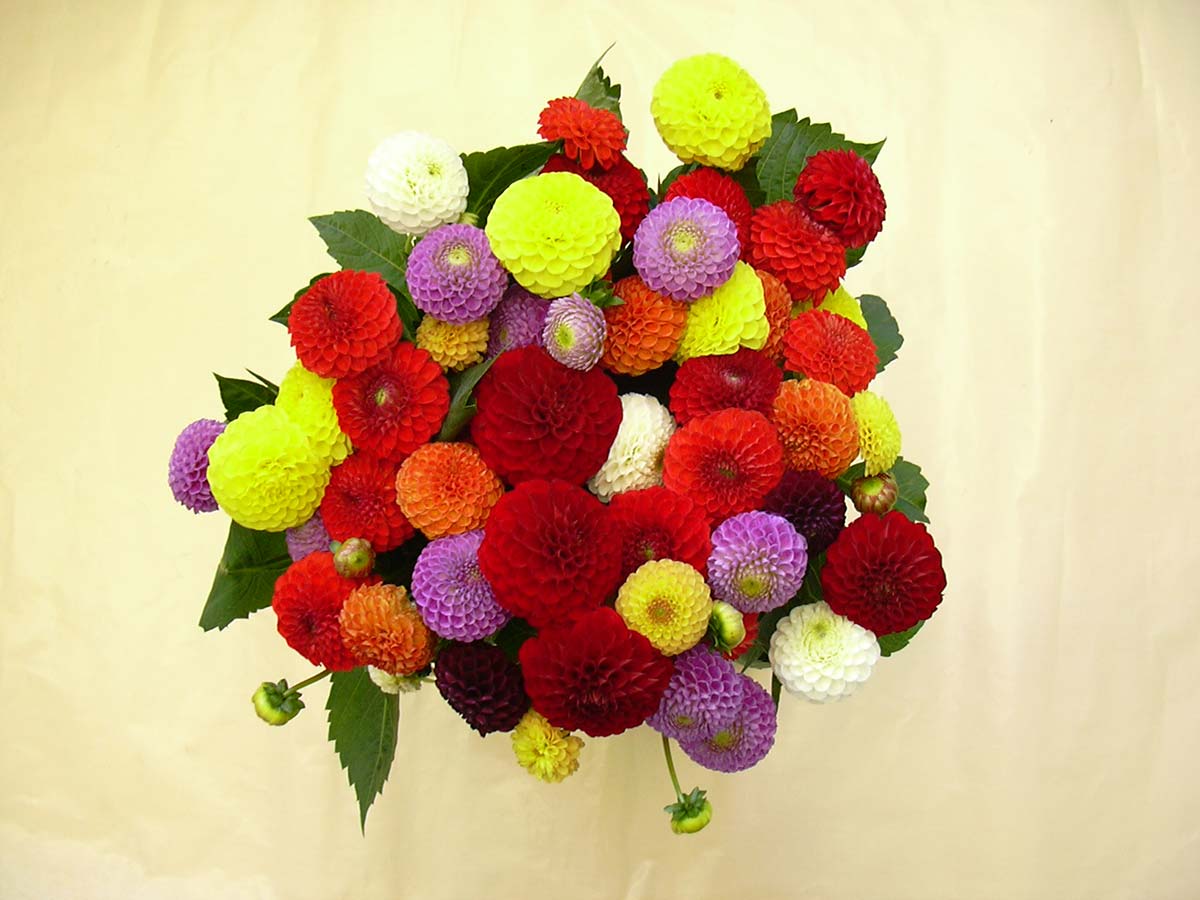 Bouquet-Primavera-Fiori-diversi-colori